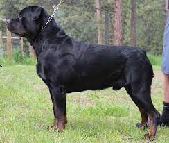 Check spelling or type a new query. Colorado Rottweiler Rescue Petsidi