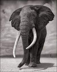Nick Brandt Elephant On Bare Earth Amboseli 2011 Available For Sale Artsy In 2021 Elephant Photography Elephants Photos Animals Wild