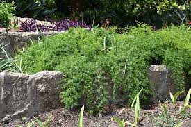 Asparagus fern (asparagus densiflorus 'sprengeri') baby rubber plant (peperomia obtusifolia) baby's tears (soleirolia soleirolii) bird's nest fern (asplenium nidus) boston fern (nephrolepsis exaltata) brake fern (pteris cretica) button fern (pellaea rotundifolia) caladium (caladium x hortulanum) calathea orbifolia (calathea orbifolia) Sprengeri Asparagus Fern Asparagus Densiflorus Sprengeri In Boston Hopkinton Chelmsford Hingham Middleborough Massachusetts Ma At Weston Nurseries