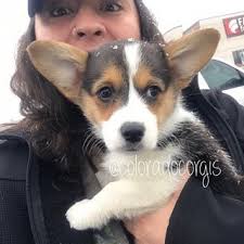 The pembroke welsh corgi puppies are merry and expressive but also intelligent and active. Penelope And Ava Coloradocorgis Instagram Photos And Videos Corgi Photo Instagram Photo