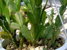 昔懐かしの 蟹葉サボテン Schlumbergera Bridgesii シュルンベルゲラ ブリジシー斑入り種 多肉うきうき Life