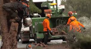 They're constantly trimming and removing trees that are threatening power lines, so they should have a big stash of wood chips up for grabs. Mulch Club