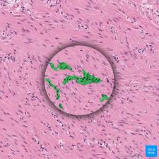 Macrophage and mononuclear phagocyte system. Definition And Types Of Connective Tissue Kenhub