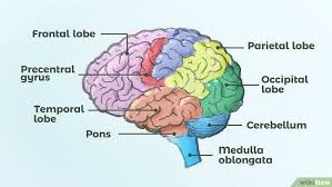 How To Draw A Brain In 2020 Brain Drawing Cartoon Brain Easy Cartoon Drawings