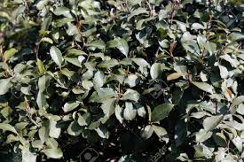 Image result for Catha edulis