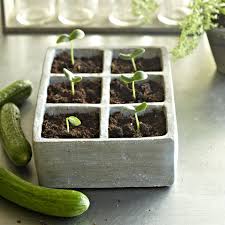 Baby bok choy, which is less than 10 inches tall, and standard bok choy, which grows 1 to 2 feet tall. Easy Vegetables To Grow Eatingwell