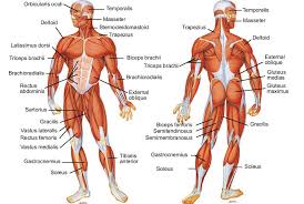 muscles of the body im a pta student and am learning the