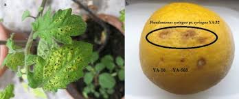 Image result for tomato seedling pseudomonas syringae pv tomato symptoms