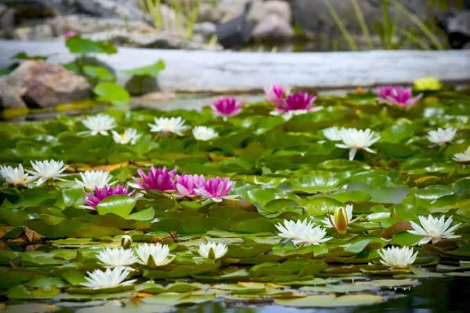 Pond Plants - 10 Popular Pond Plants | Aquascape Blog