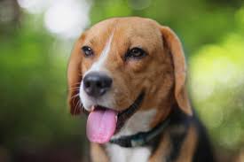 Malignant cancer in dogs tends to cause unexpected weight loss, and that may be the only visible sign. Are Dogs Better At Detecting Cancer Than Advanced Technology
