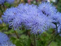 Image result for Ageratum houstonianum