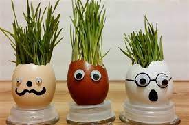 Presara seminte de grau (sau de iarba) si uda bine. Cum Se Pune Graul La Incoltit De Sfantul Andrei Invata Si Tu Pas Cu Pas