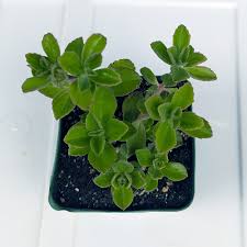 Image result for Coleus neochilus