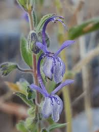 Image result for Cordylostigma virgatum