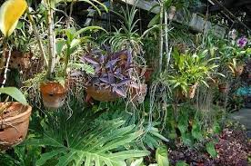 How To Put Screw Hooks In The Ceiling Hunker Hanging Plants Diy Hang Plants From Ceiling Hanging Plants