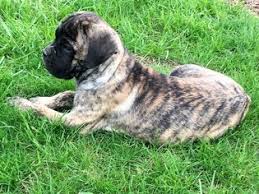 Pictures of cane corso mastiffs for sale. View Ad Cane Corso Litter Of Puppies For Sale Near Ohio West Chester Usa Adn 26554