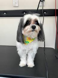 First you have to get the leash, which probably sets the dogs into a frenzy. Mobile Dog Grooming Pembroke Pines Mobile Pet Grooming Near Me