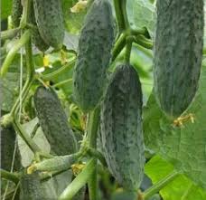 Огурцы сорта 