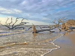 Fine art florida photography print featuring the unique coastal beauty of boneyard beach, big talbot island, florida. Boneyard Beach Florida Archives Yvonne S Travel Blog