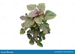 Image result for Amaranthus dubius