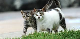 Community cats need your support! Feral Cat Tnr Programs Best Friends Animal Society