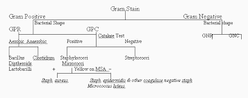 of unknown bacteria flow chart identifying dichotomous key