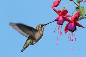 A wide variety of perennials and herbaceous plants grow here because of. 15 Best Flowers To Attract Hummingbirds W Photos Homestead And Chill