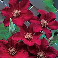 Maybe you would like to learn more about one of these? Shop Clematis Ernest Markham Online Plant New Day
