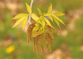 Image result for Carya