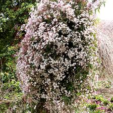 Image result for Jasminum stenolobum