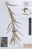 Image result for Kanahia laniflora