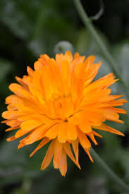 We did not find results for: 5 Ways To Preserve And Use Calendula Flowers Joybilee Farm Diy Herbs Gardening