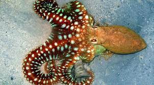 How Can An Octopus Make Itself Look Like Another Animal Mimic Octopus Octopus Pictures Octopus