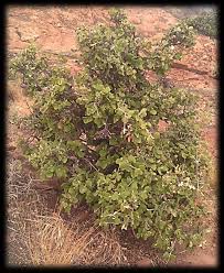 Image result for Cordia grandicalyx