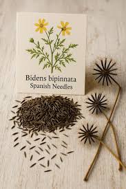 Image result for Bidens bipinnata