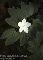 Image result for Piliostigma thonningii