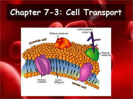 Biology Chapter 7 7 3 Cell Transport Powerpoint And Guided Notes Cell Transport Guided Notes Science Cells