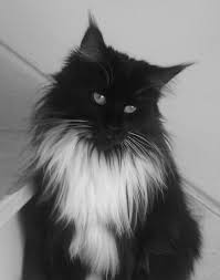 Black And Grey Maine Coon Kittens For Sale Pin On Zhivotnye