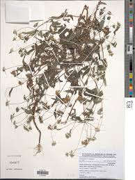 Image result for Aspilia helianthoides