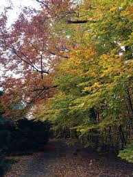 Fall Day In Boston