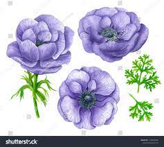 Set Of 3 Violet Anemone Flowers And Leaves Painted With Watercolor Isolated On White Elements For Design Shutterstock Flower Painting Anemone Flower Anemone