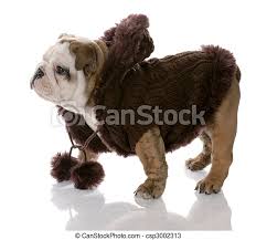 Maybe you would like to learn more about one of these? Dog Wearing Brown Sweater English Bulldog Female Nine Weeks Old Canstock