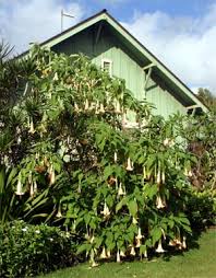 Maybe you would like to learn more about one of these? Angel S Trumpet Brugmansia Wisconsin Horticulture