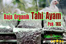 Berikan baja asas sebanyak 4 kg baja organik (tahi ayam diproses) dan cirp sebanyak 120 gram. Pembekal Baja Taiping Baja Tahi Ayam