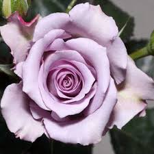 A process called hardening ensures. Deep Purple Roses