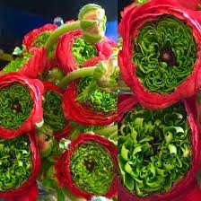 Red Ranunculus With Green Center Vegetables Food Floral