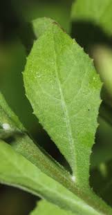 Image result for Sphaeranthus flexuosus