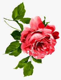 Watercolor Flower Watercolor Flowers Dream Red Flower Watercolor Clipart Flower Clipart Watercolor Clipart Fl Watercolor Flowers Flower Clipart Watercolor Rose