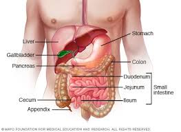داء الأمعاء الالتهابي Ibd الأعراض والأسباب Mayo Clinic مايو كلينك