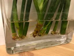 Let's start with this cylindrical snake plant (sansevieria bacularis 'mikado'). When To Repot Propagated Snake Plant After Root Rot Details In Comments Plantclinic